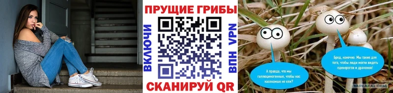 как найти закладки  Светлогорск  Галлюциногенные грибы Psilocybine cubensis 